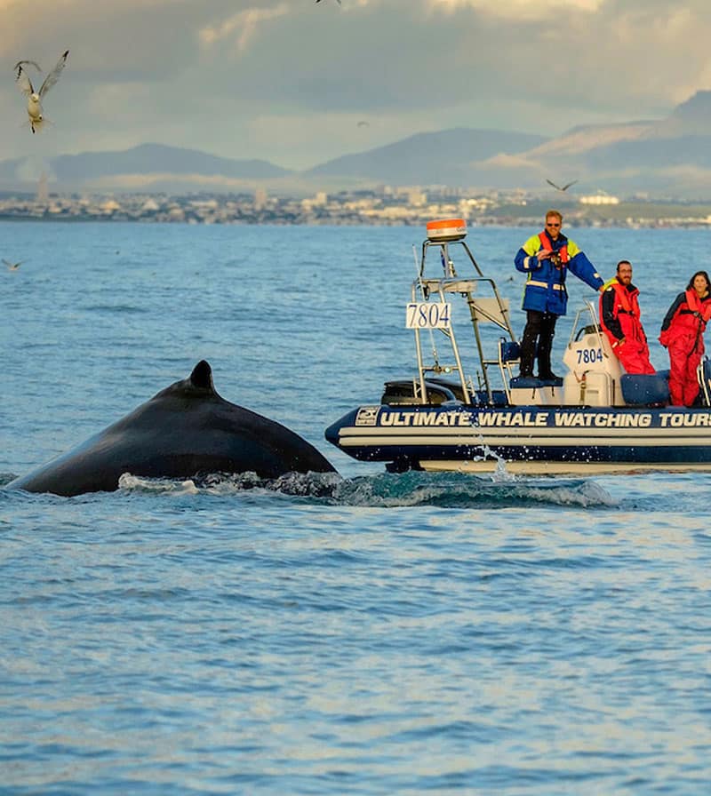People on a boat looking at a breaching whale