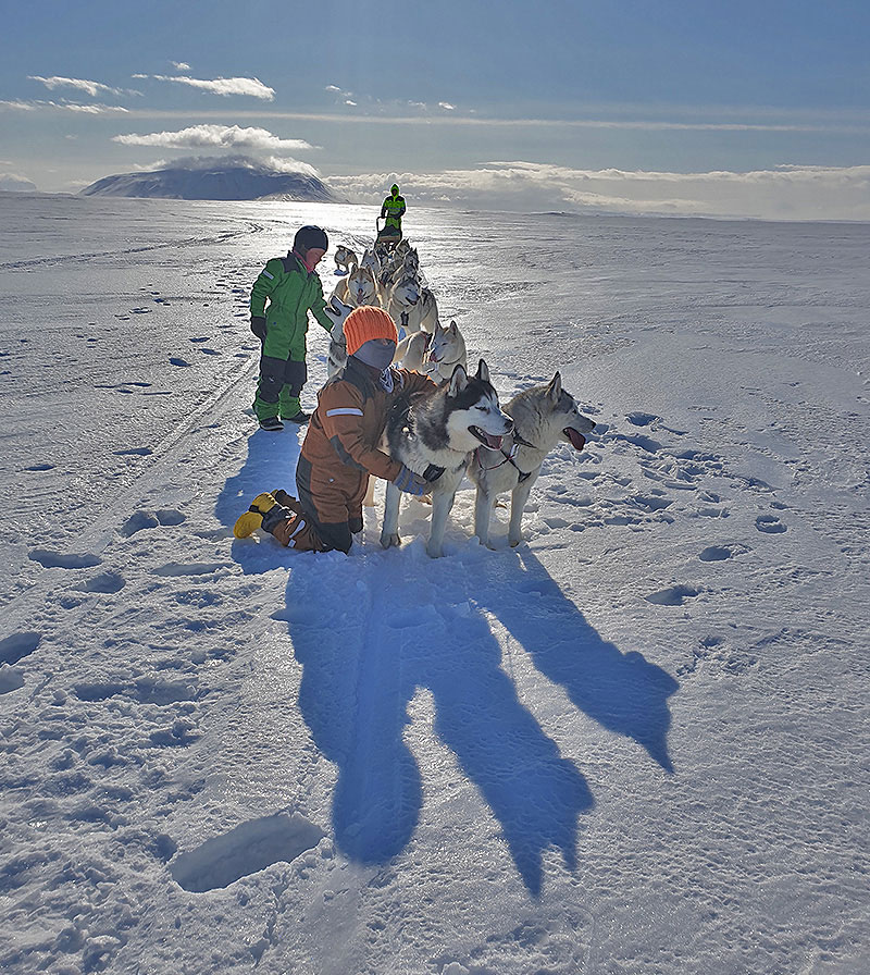 Children and husky dogs in a snow field redy for dogsledding
